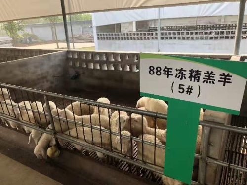 用30年冷冻精液配种产出的2月龄湖羊羔羊群体