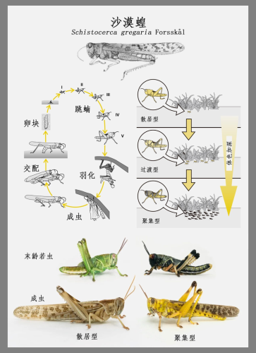 沙漠蝗的生活史及形态